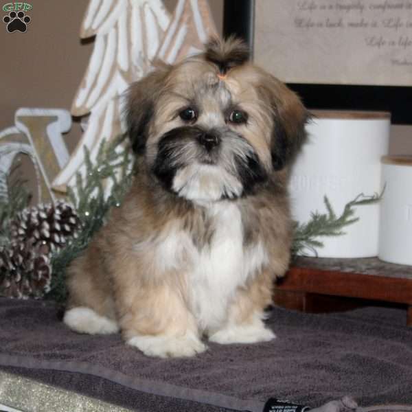 Josie, Lhasa Apso Puppy